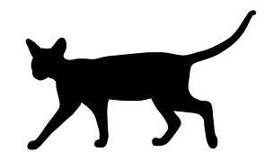 cat_edited.png