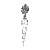 carrot