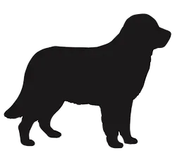 labrador_edited.png
